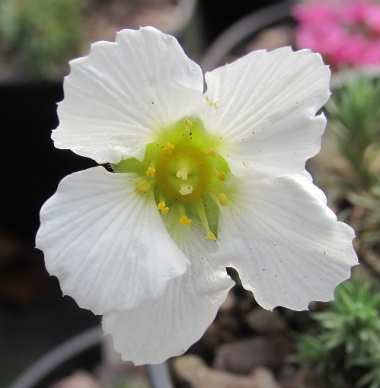 Saxifraga 'Brookside' (burseriana) 